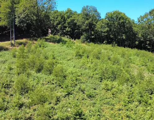 Unsere Waldbotschaft