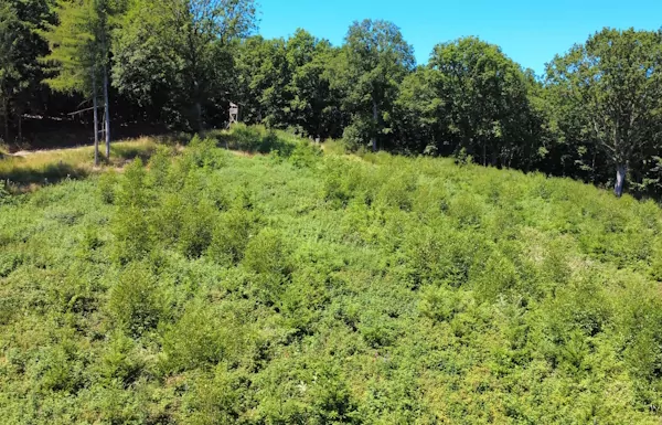 Unsere Waldbotschaft