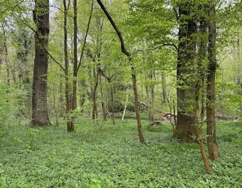 Unsere Waldbotschaft