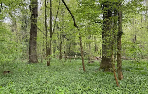 Unsere Waldbotschaft